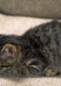 ת������