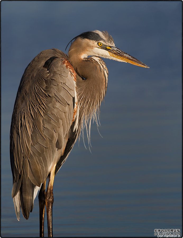 �����䲼³˹��